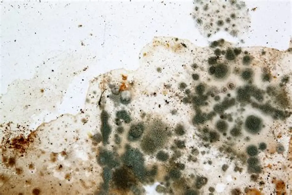 Mold spores close-up